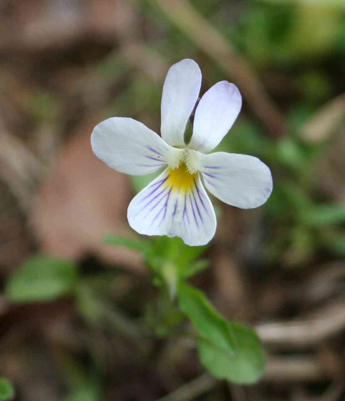Wild pansy