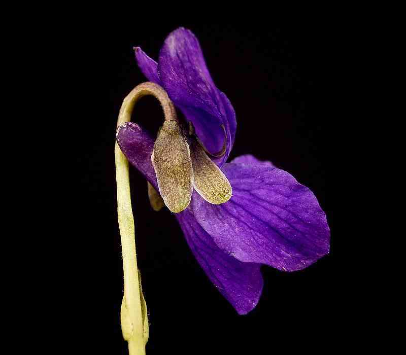 Sweet violet