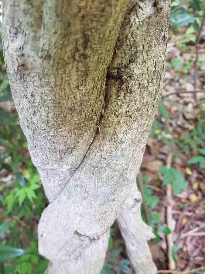 American wisteria