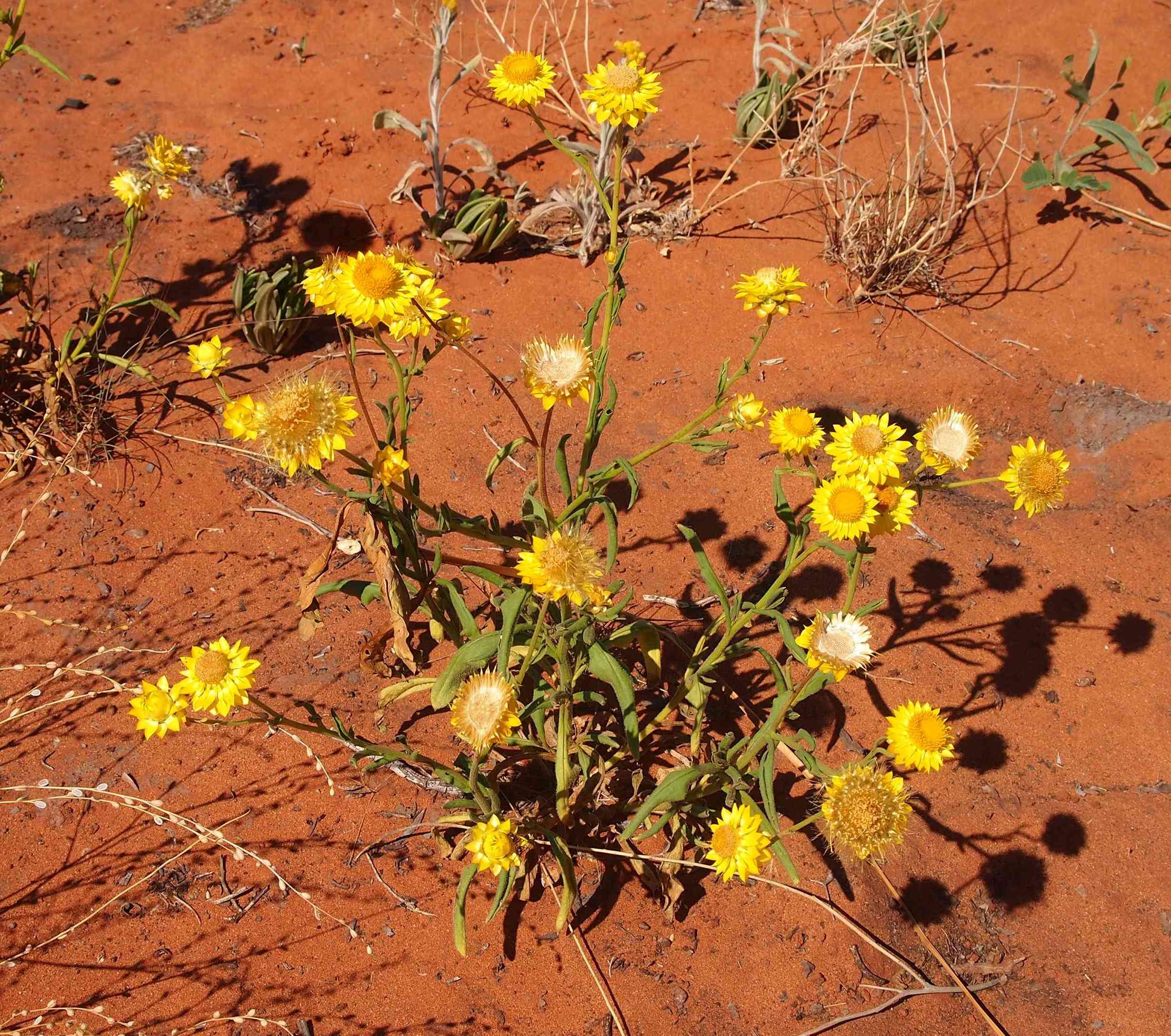 Strawflower
