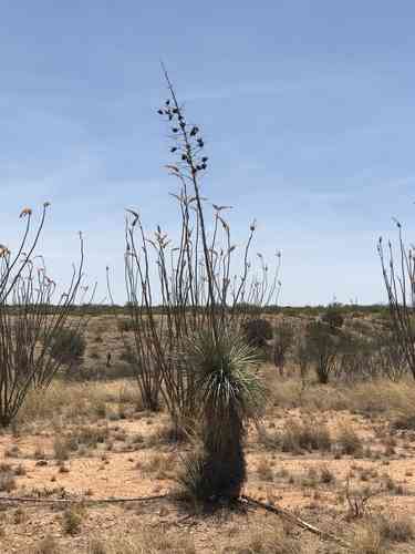 Soaptree yucca