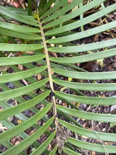 Coontie