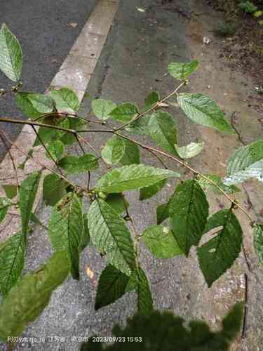 Chinese zelkova